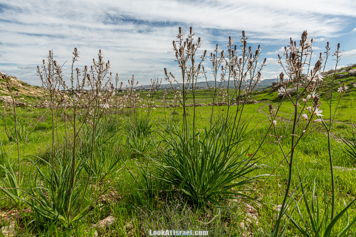 Цветение и археология - Тель Этон, Хирбет Гамар (Гомер), Тель Мирсим | LookAtIsrael.com - Фото путешествия по Израилю