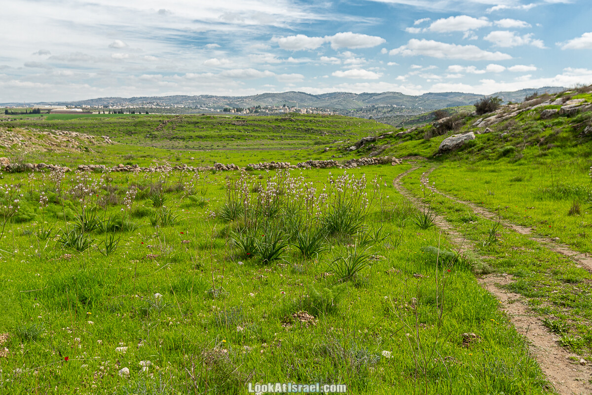 Цветение и археология - Тель Этон, Хирбет Гамар (Гомер), Тель Мирсим | LookAtIsrael.com - Фото путешествия по Израилю