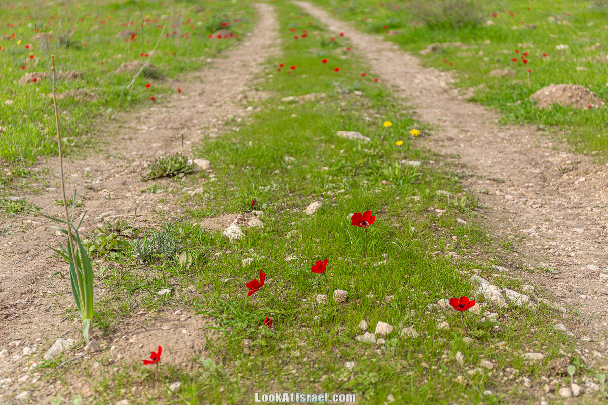 Цветение и археология - Тель Этон, Хирбет Гамар (Гомер), Тель Мирсим | LookAtIsrael.com - Фото путешествия по Израилю
