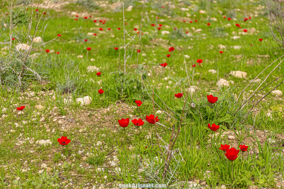 Цветение и археология - Тель Этон, Хирбет Гамар (Гомер), Тель Мирсим | LookAtIsrael.com - Фото путешествия по Израилю