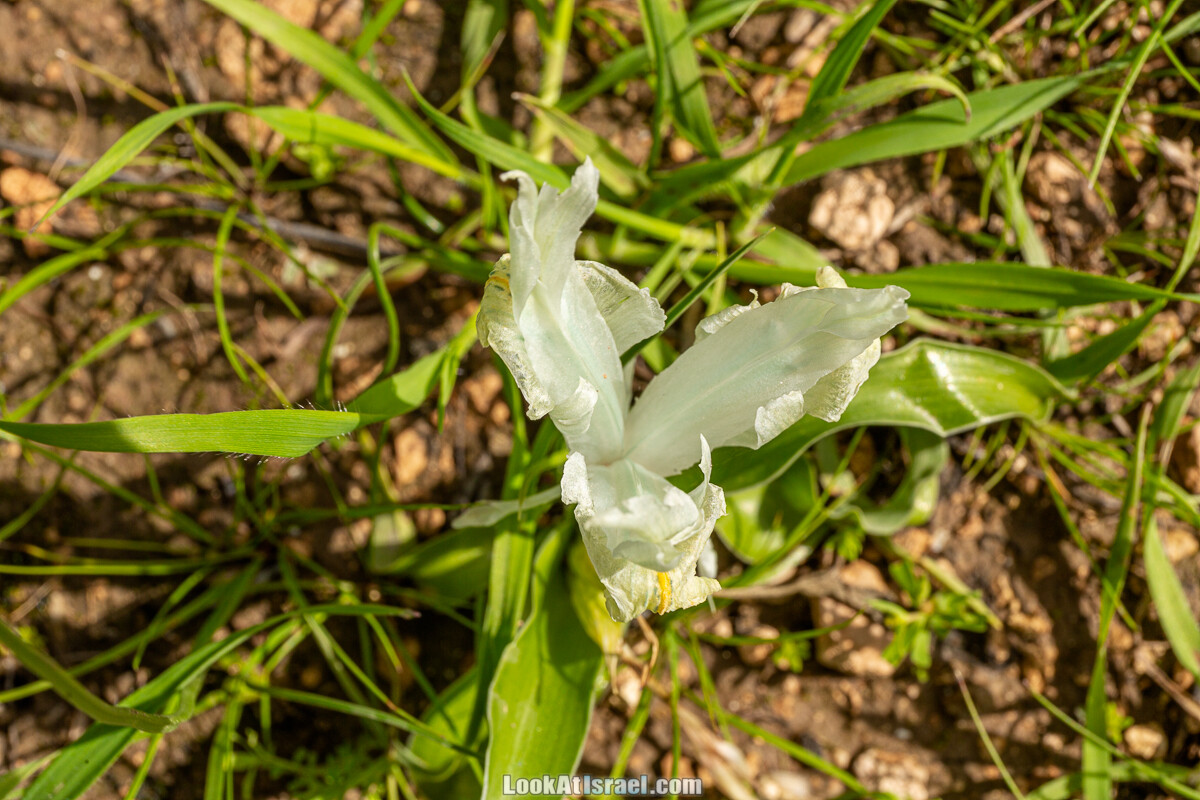 Цветение и археология - Тель Этон, Хирбет Гамар (Гомер), Тель Мирсим | LookAtIsrael.com - Фото путешествия по Израилю