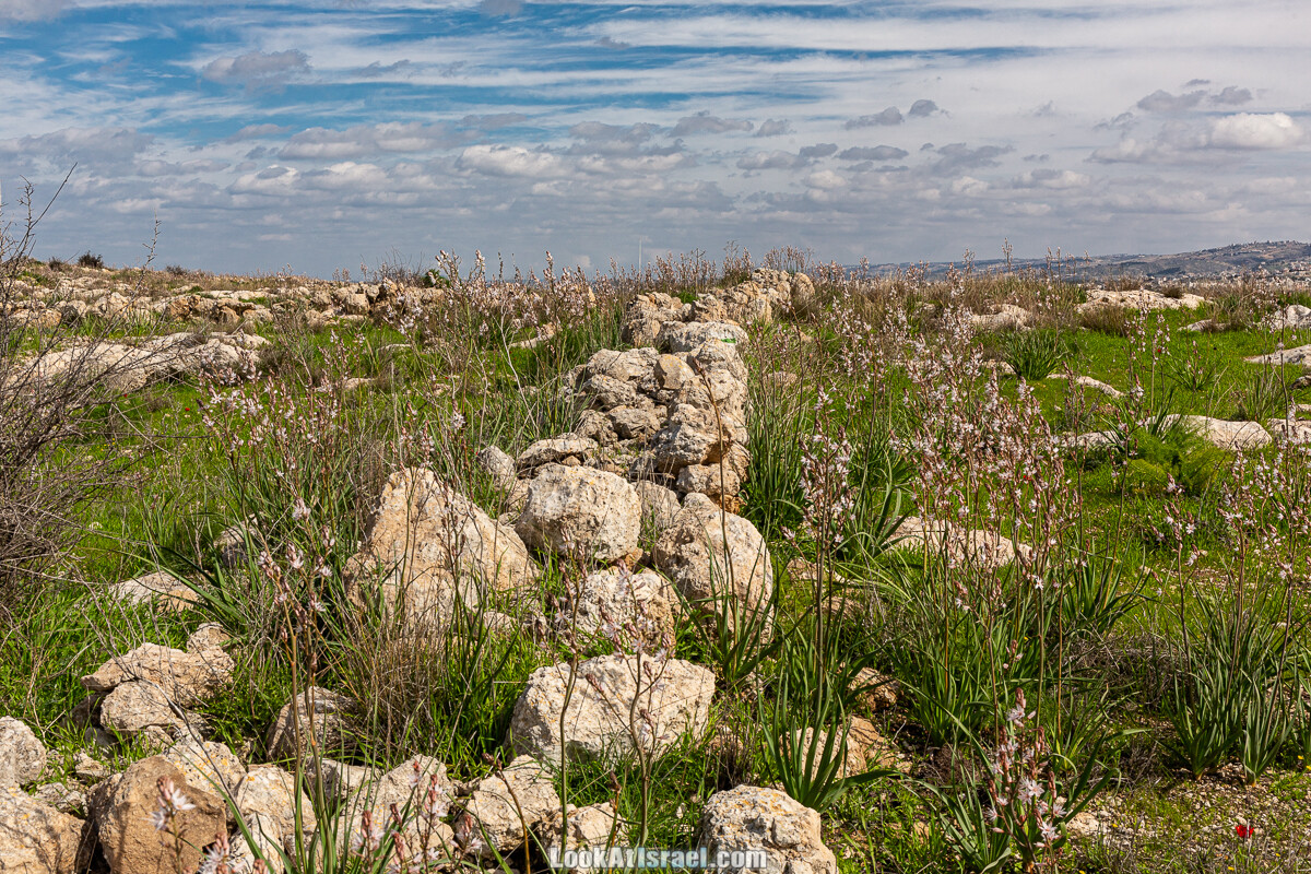 Цветение и археология - Тель Этон, Хирбет Гамар (Гомер), Тель Мирсим | LookAtIsrael.com - Фото путешествия по Израилю