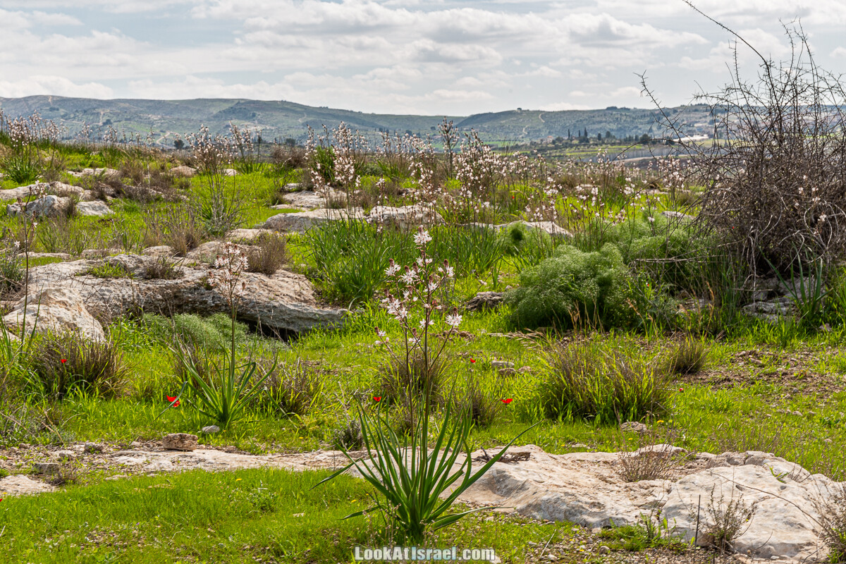 Цветение и археология - Тель Этон, Хирбет Гамар (Гомер), Тель Мирсим | LookAtIsrael.com - Фото путешествия по Израилю