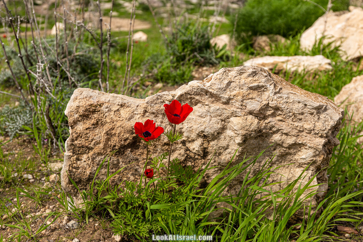 Цветение и археология - Тель Этон, Хирбет Гамар (Гомер), Тель Мирсим | LookAtIsrael.com - Фото путешествия по Израилю