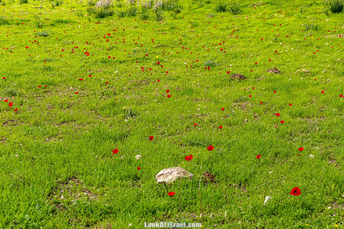 Цветение и археология - Тель Этон, Хирбет Гамар (Гомер), Тель Мирсим | LookAtIsrael.com - Фото путешествия по Израилю