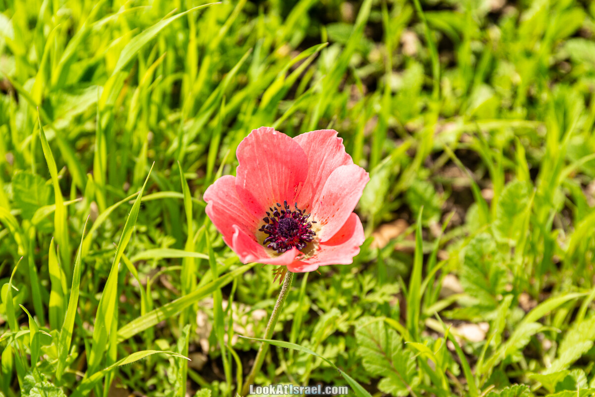 Цветение и археология - Тель Этон, Хирбет Гамар (Гомер), Тель Мирсим | LookAtIsrael.com - Фото путешествия по Израилю