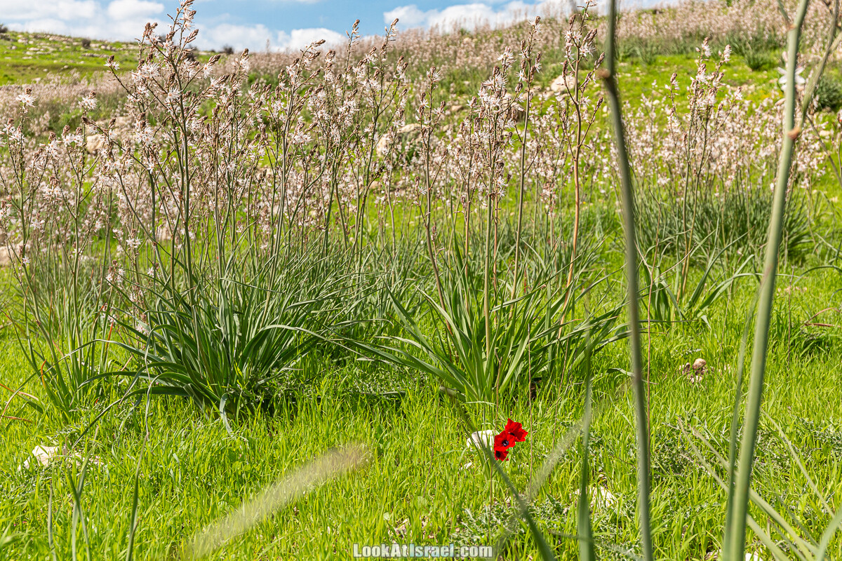 Цветение и археология - Тель Этон, Хирбет Гамар (Гомер), Тель Мирсим | LookAtIsrael.com - Фото путешествия по Израилю