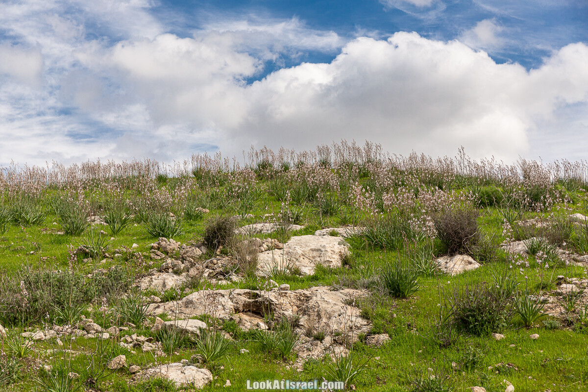 Цветение и археология - Тель Этон, Хирбет Гамар (Гомер), Тель Мирсим | LookAtIsrael.com - Фото путешествия по Израилю