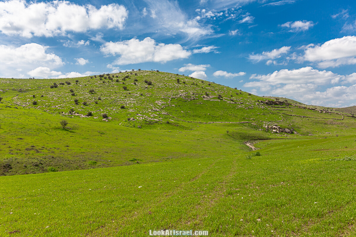 Цветение и археология - Тель Этон, Хирбет Гамар (Гомер), Тель Мирсим | LookAtIsrael.com - Фото путешествия по Израилю