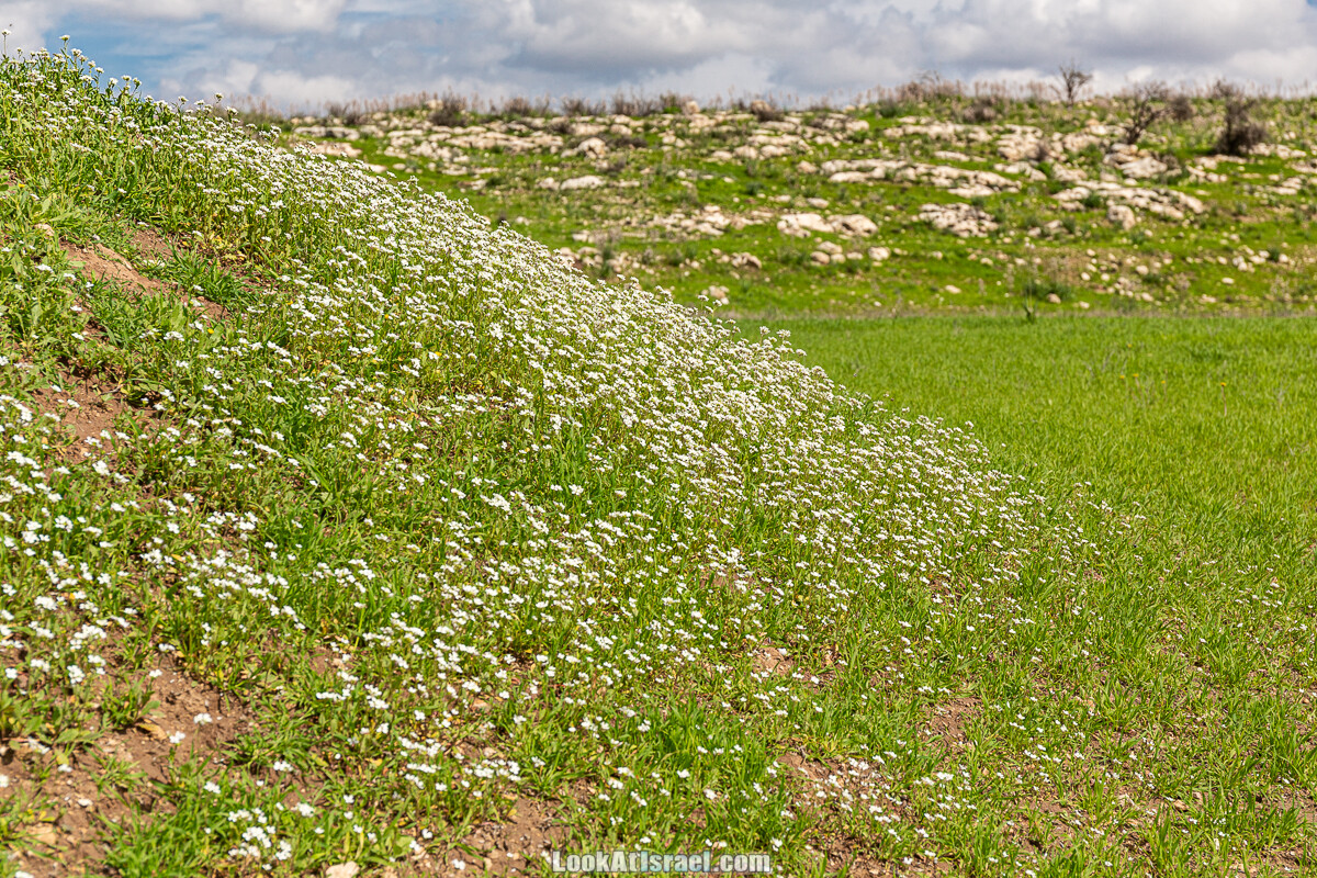 Цветение и археология - Тель Этон, Хирбет Гамар (Гомер), Тель Мирсим | LookAtIsrael.com - Фото путешествия по Израилю