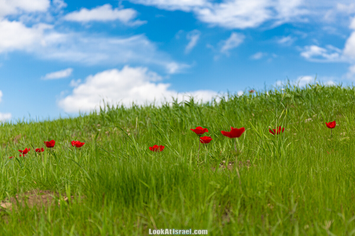 Цветение и археология - Тель Этон, Хирбет Гамар (Гомер), Тель Мирсим | LookAtIsrael.com - Фото путешествия по Израилю