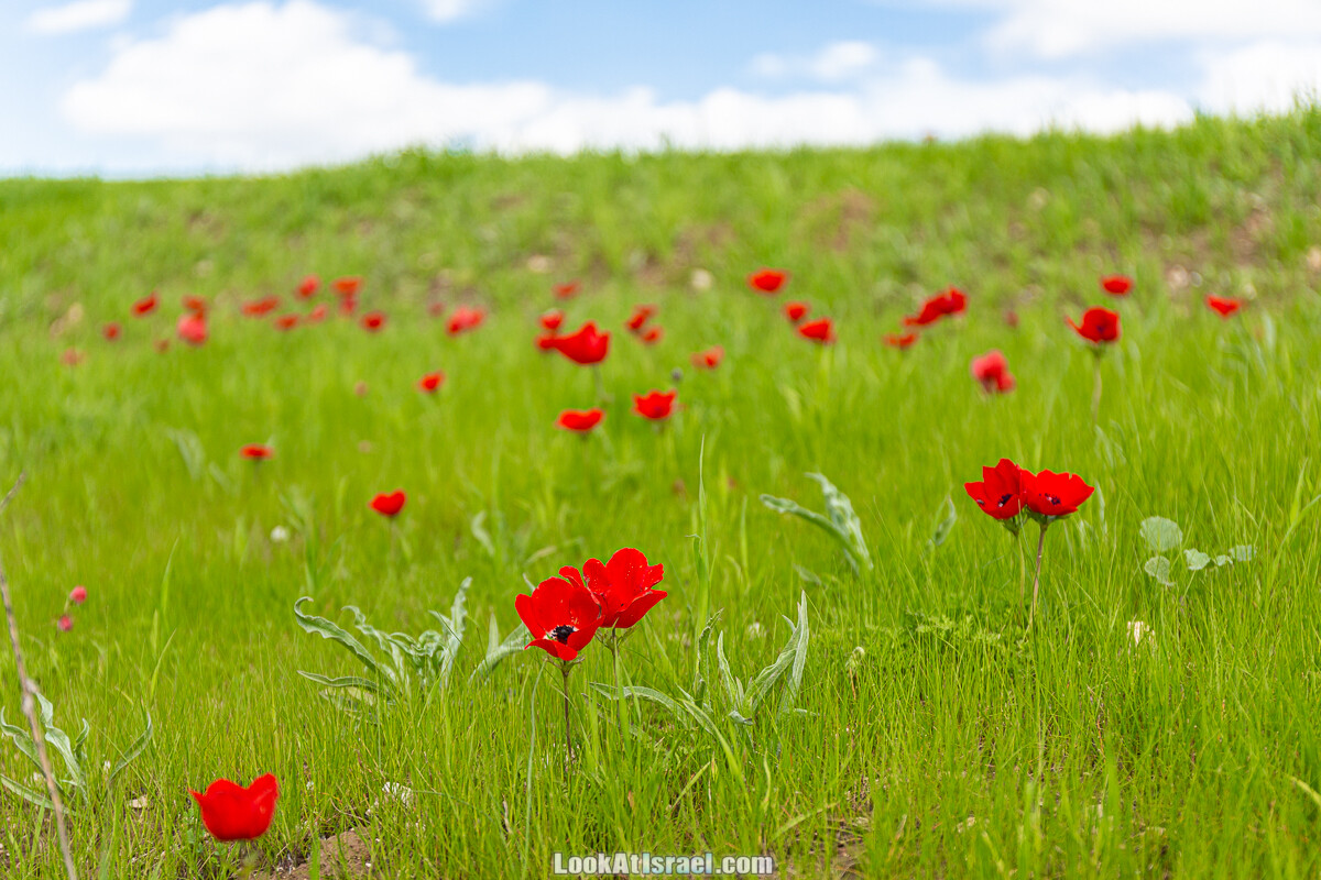 Цветение и археология - Тель Этон, Хирбет Гамар (Гомер), Тель Мирсим | LookAtIsrael.com - Фото путешествия по Израилю