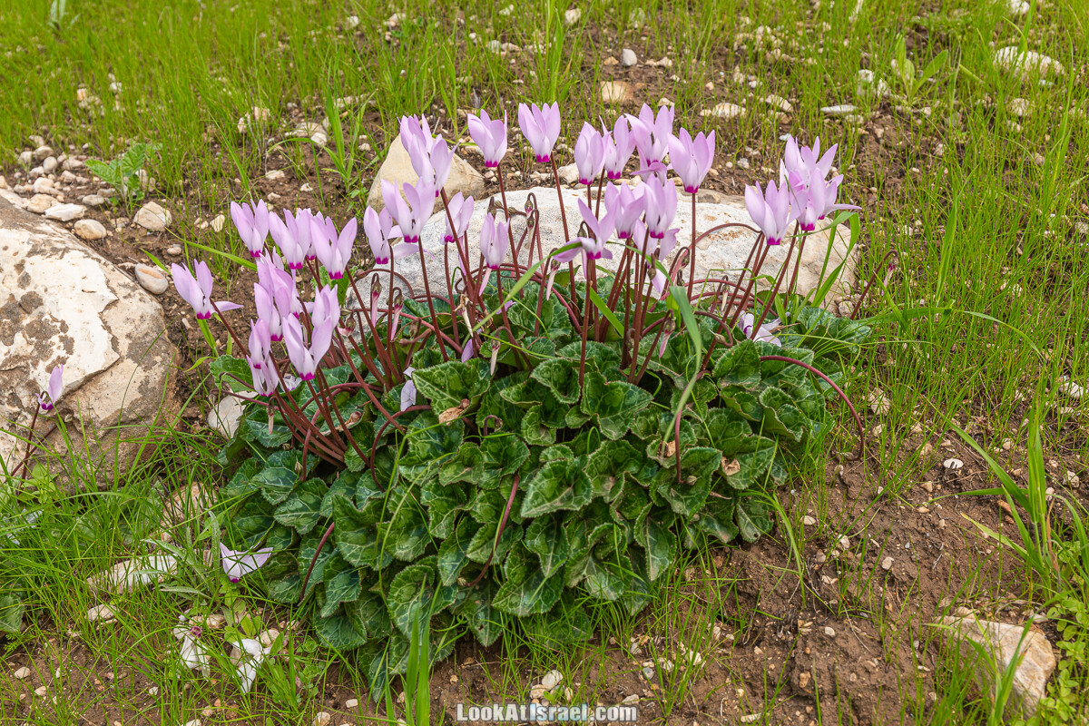 Цветение и археология - Тель Этон, Хирбет Гамар (Гомер), Тель Мирсим | LookAtIsrael.com - Фото путешествия по Израилю