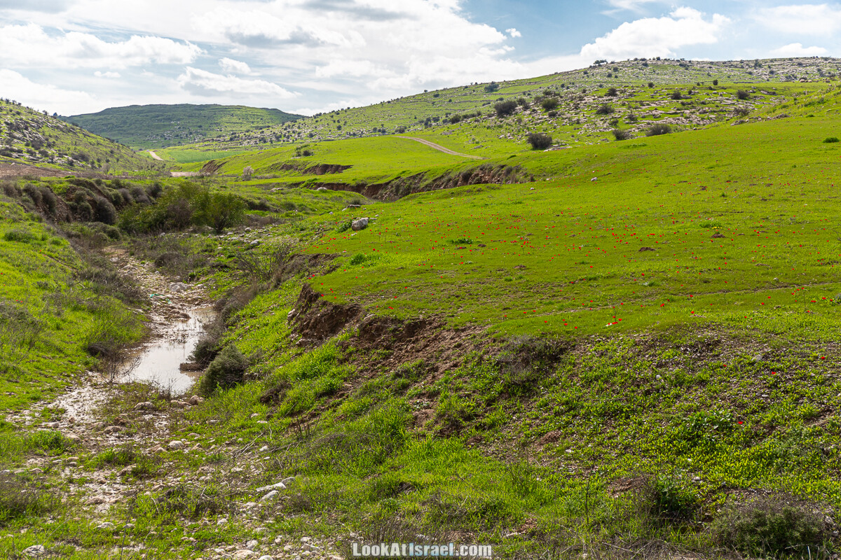 Цветение и археология - Тель Этон, Хирбет Гамар (Гомер), Тель Мирсим | LookAtIsrael.com - Фото путешествия по Израилю