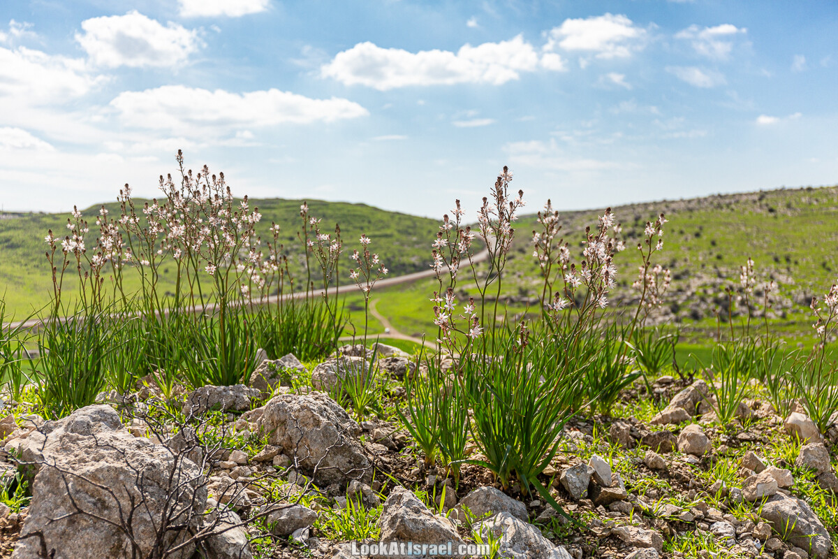 Цветение и археология - Тель Этон, Хирбет Гамар (Гомер), Тель Мирсим | LookAtIsrael.com - Фото путешествия по Израилю