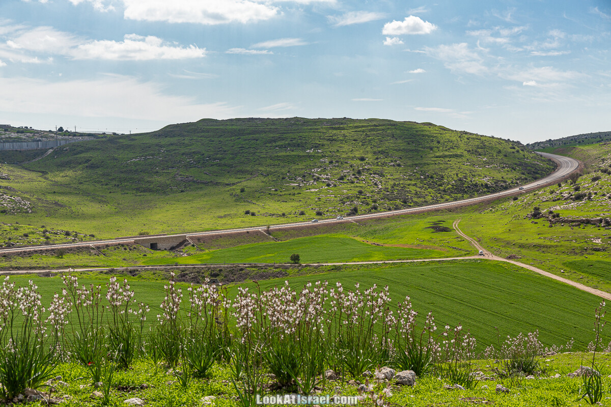 Цветение и археология - Тель Этон, Хирбет Гамар (Гомер), Тель Мирсим | LookAtIsrael.com - Фото путешествия по Израилю