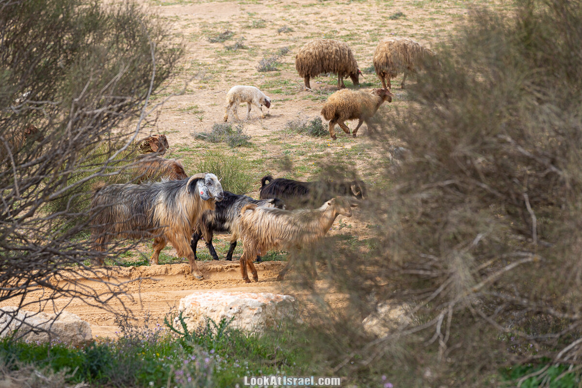 Подъём Маале Авраам, Большой кратер (Махтеш Йерухам) | דרך ומעלה אברהם במכתש ירוחם | LookAtIsrael.com - Фото путешествия по Израилю