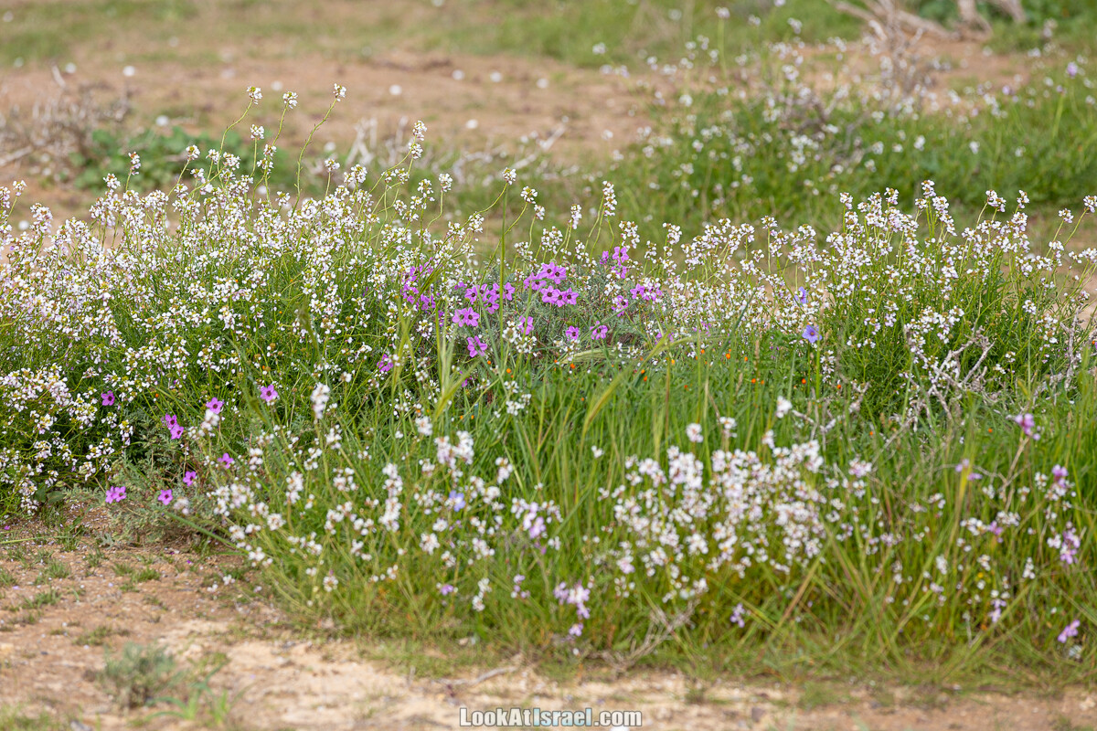 Подъём Маале Авраам, Большой кратер (Махтеш Йерухам) | דרך ומעלה אברהם במכתש ירוחם | LookAtIsrael.com - Фото путешествия по Израилю