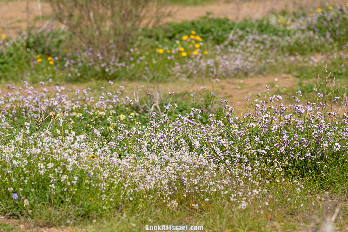 Подъём Маале Авраам, Большой кратер (Махтеш Йерухам) | דרך ומעלה אברהם במכתש ירוחם | LookAtIsrael.com - Фото путешествия по Израилю
