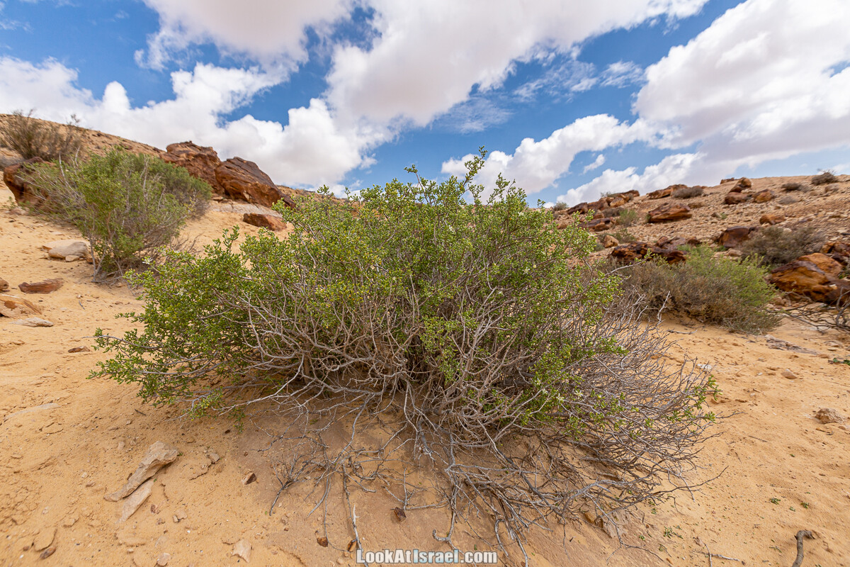 Подъём Маале Авраам, Большой кратер (Махтеш Йерухам) | דרך ומעלה אברהם במכתש ירוחם | LookAtIsrael.com - Фото путешествия по Израилю