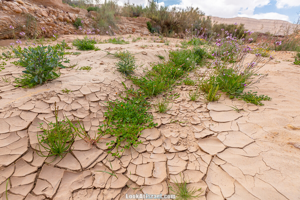 Подъём Маале Авраам, Большой кратер (Махтеш Йерухам) | דרך ומעלה אברהם במכתש ירוחם | LookAtIsrael.com - Фото путешествия по Израилю