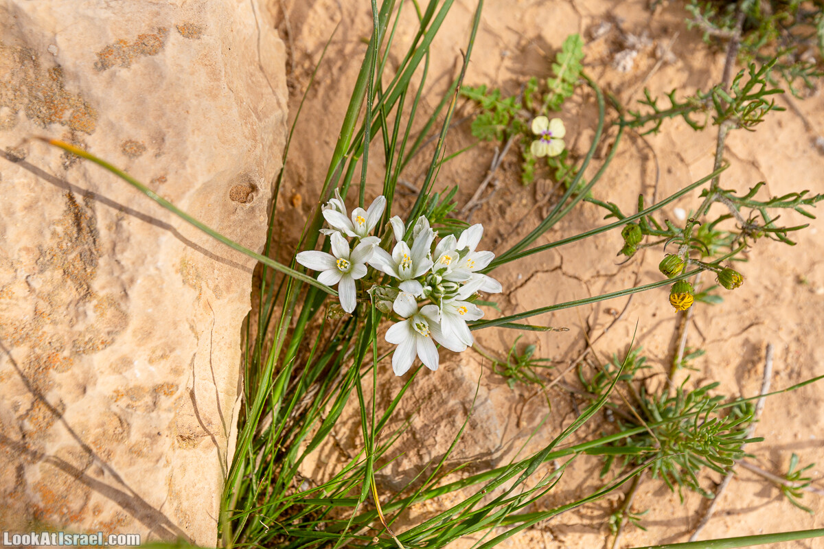 Подъём Маале Авраам, Большой кратер (Махтеш Йерухам) | דרך ומעלה אברהם במכתש ירוחם | LookAtIsrael.com - Фото путешествия по Израилю