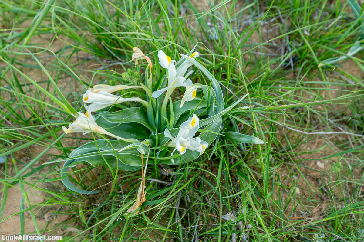 Подъём Маале Авраам, Большой кратер (Махтеш Йерухам) | דרך ומעלה אברהם במכתש ירוחם | LookAtIsrael.com - Фото путешествия по Израилю
