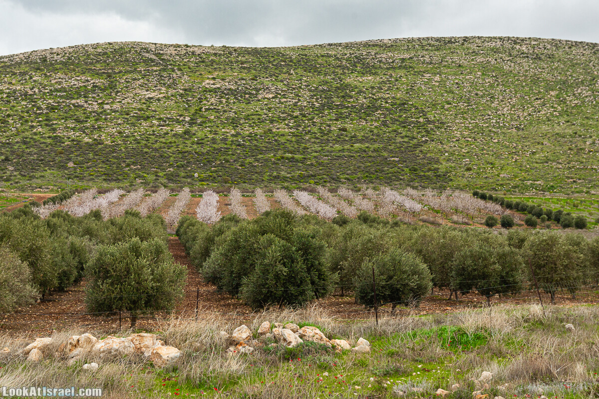 Ущелья Вахиха (Вахида) - от Кохав а-Шахар к Мевуот Йерихо | ואדי ואחיחה | LookAtIsrael.com - Фото путешествия по Израилю