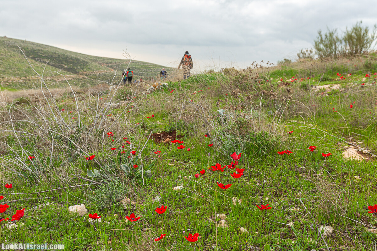 Ущелья Вахиха (Вахида) - от Кохав а-Шахар к Мевуот Йерихо | ואדי ואחיחה | LookAtIsrael.com - Фото путешествия по Израилю