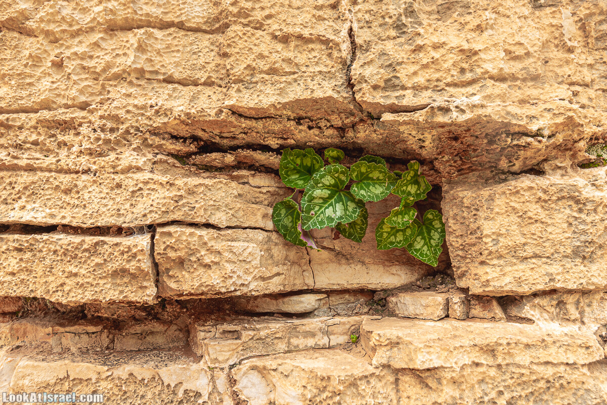 Ущелья Вахиха (Вахида) - от Кохав а-Шахар к Мевуот Йерихо | ואדי ואחיחה | LookAtIsrael.com - Фото путешествия по Израилю