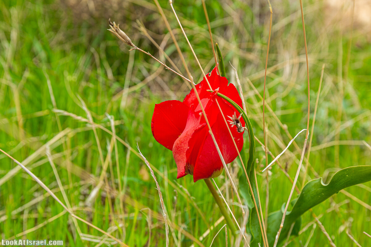 Ущелья Вахиха (Вахида) - от Кохав а-Шахар к Мевуот Йерихо | ואדי ואחיחה | LookAtIsrael.com - Фото путешествия по Израилю