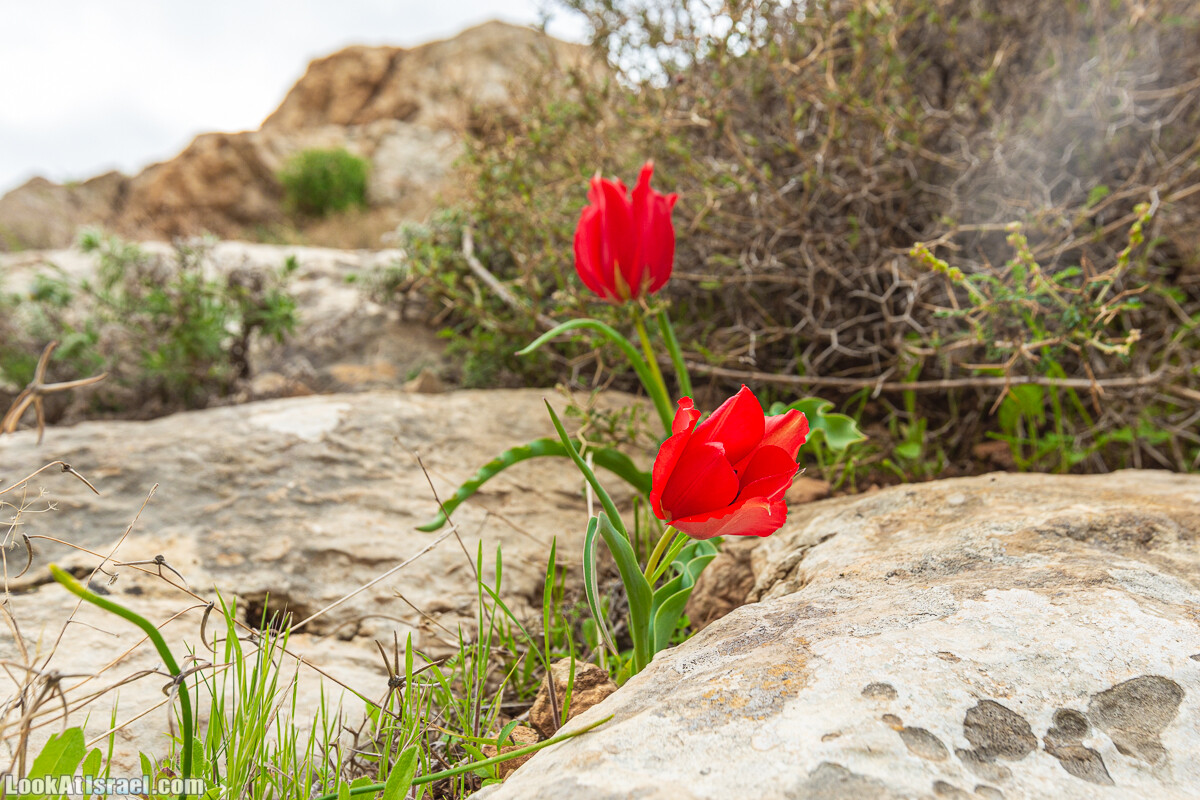 Ущелья Вахиха (Вахида) - от Кохав а-Шахар к Мевуот Йерихо | ואדי ואחיחה | LookAtIsrael.com - Фото путешествия по Израилю