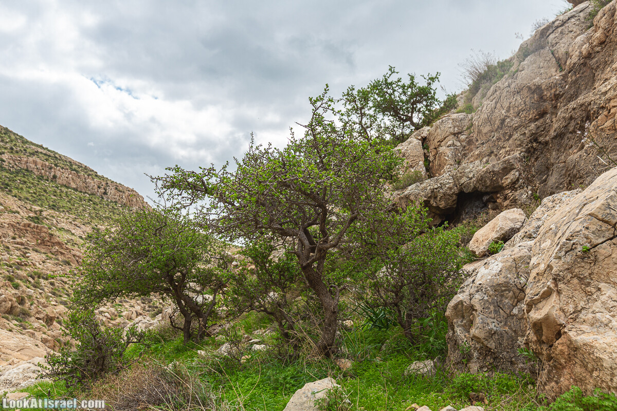 Ущелья Вахиха (Вахида) - от Кохав а-Шахар к Мевуот Йерихо | ואדי ואחיחה | LookAtIsrael.com - Фото путешествия по Израилю