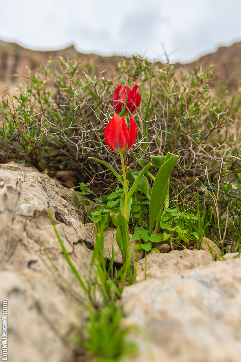Ущелья Вахиха (Вахида) - от Кохав а-Шахар к Мевуот Йерихо | ואדי ואחיחה | LookAtIsrael.com - Фото путешествия по Израилю