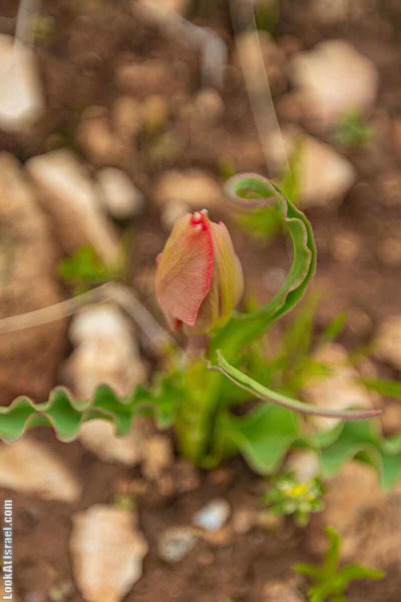 Ущелья Вахиха (Вахида) - от Кохав а-Шахар к Мевуот Йерихо | ואדי ואחיחה | LookAtIsrael.com - Фото путешествия по Израилю