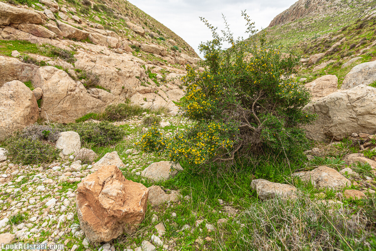 Ущелья Вахиха (Вахида) - от Кохав а-Шахар к Мевуот Йерихо | ואדי ואחיחה | LookAtIsrael.com - Фото путешествия по Израилю