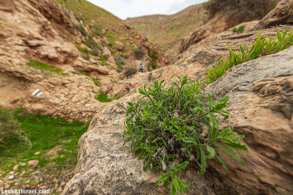 Ущелья Вахиха (Вахида) - от Кохав а-Шахар к Мевуот Йерихо | ואדי ואחיחה | LookAtIsrael.com - Фото путешествия по Израилю