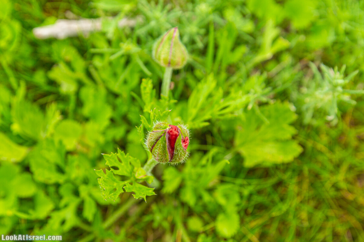 Ущелья Вахиха (Вахида) - от Кохав а-Шахар к Мевуот Йерихо | ואדי ואחיחה | LookAtIsrael.com - Фото путешествия по Израилю