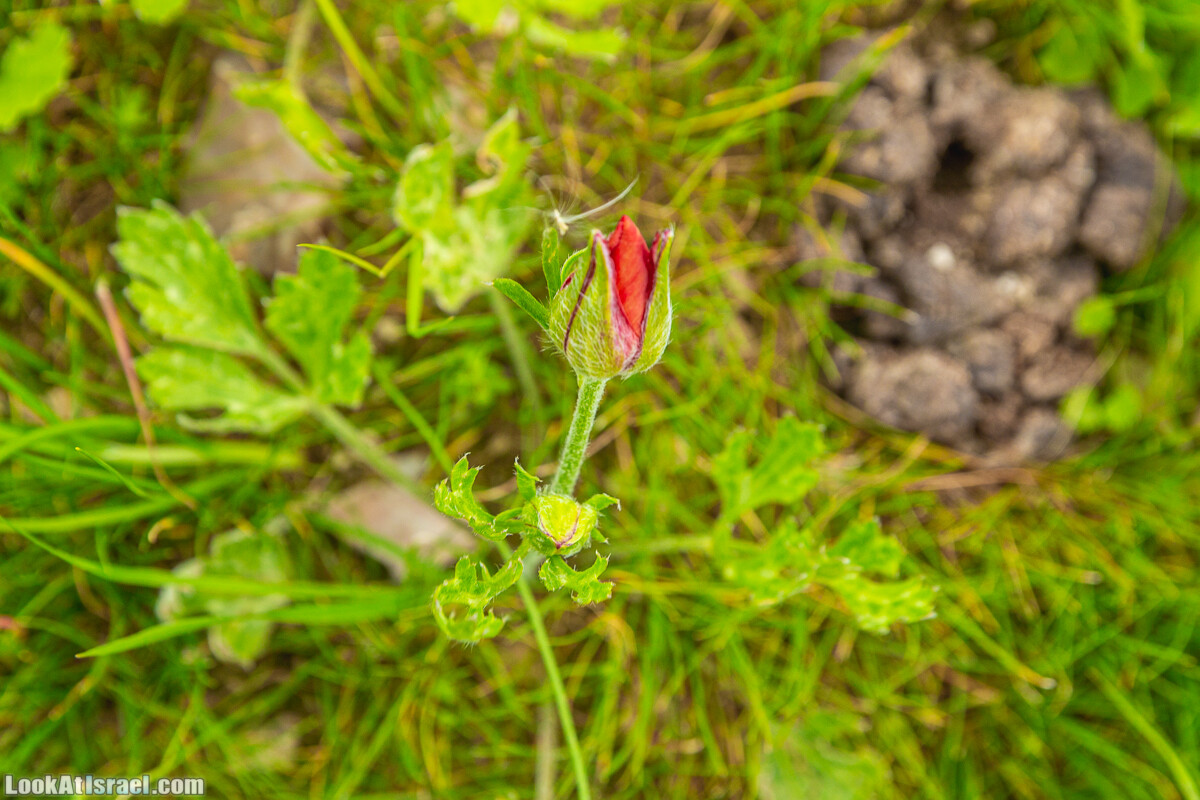 Ущелья Вахиха (Вахида) - от Кохав а-Шахар к Мевуот Йерихо | ואדי ואחיחה | LookAtIsrael.com - Фото путешествия по Израилю