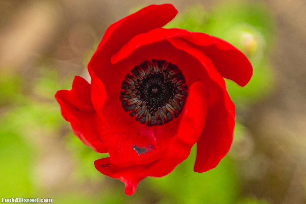 Ущелья Вахиха (Вахида) - от Кохав а-Шахар к Мевуот Йерихо | ואדי ואחיחה | LookAtIsrael.com - Фото путешествия по Израилю