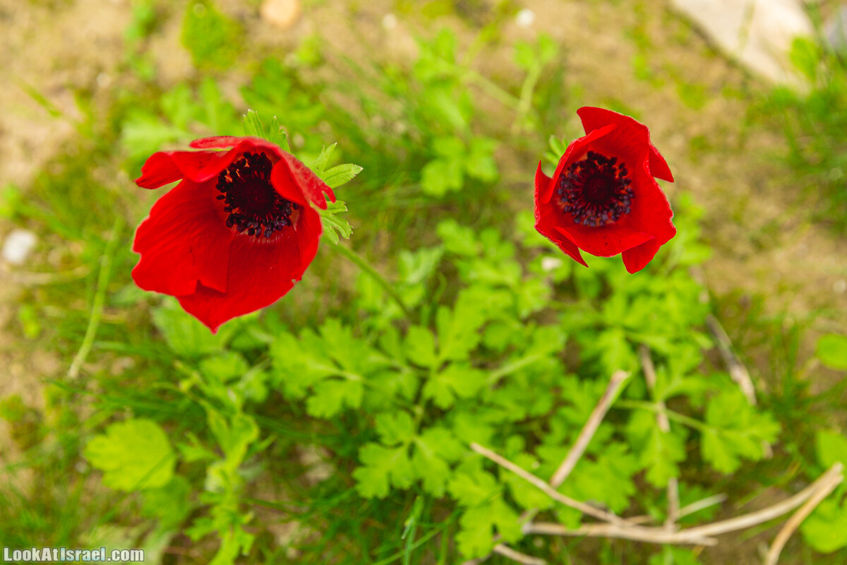 Ущелья Вахиха (Вахида) - от Кохав а-Шахар к Мевуот Йерихо | ואדי ואחיחה | LookAtIsrael.com - Фото путешествия по Израилю