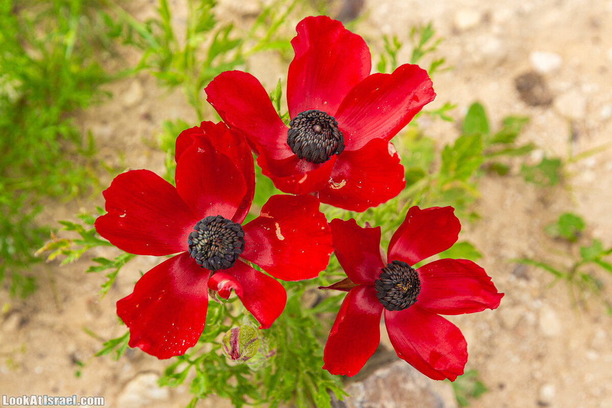 Ущелья Вахиха (Вахида) - от Кохав а-Шахар к Мевуот Йерихо | ואדי ואחיחה | LookAtIsrael.com - Фото путешествия по Израилю