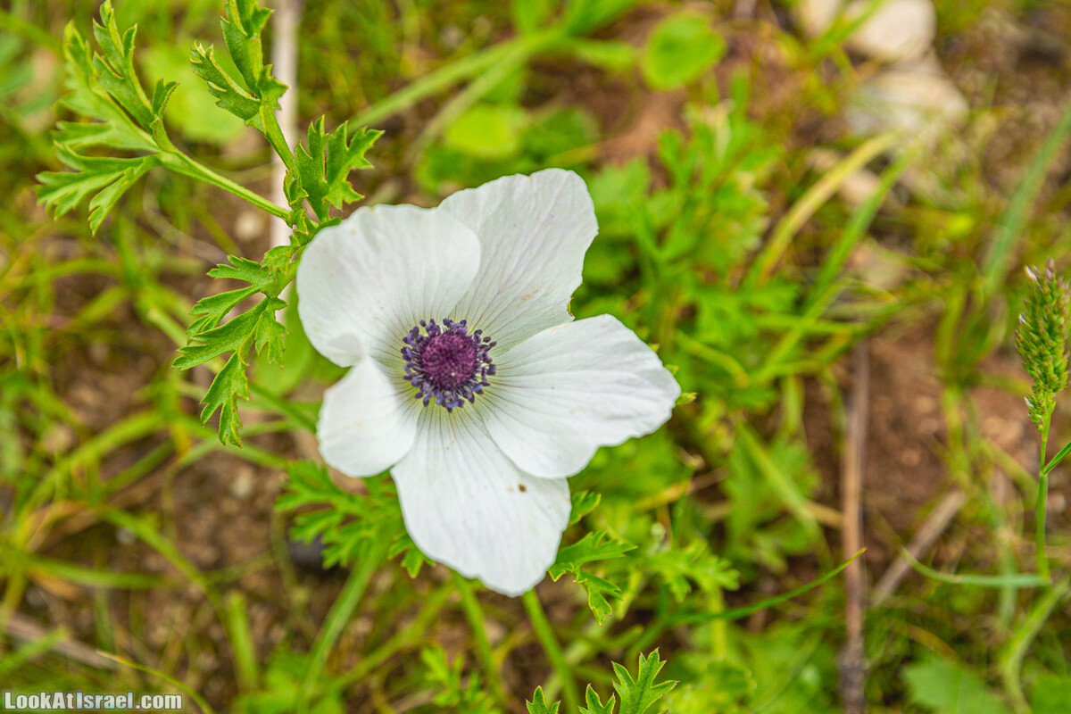 Ущелья Вахиха (Вахида) - от Кохав а-Шахар к Мевуот Йерихо | ואדי ואחיחה | LookAtIsrael.com - Фото путешествия по Израилю