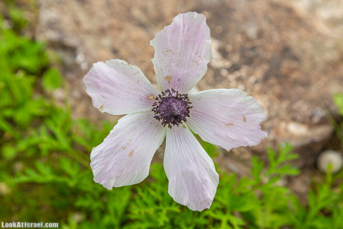 Ущелья Вахиха (Вахида) - от Кохав а-Шахар к Мевуот Йерихо | ואדי ואחיחה | LookAtIsrael.com - Фото путешествия по Израилю