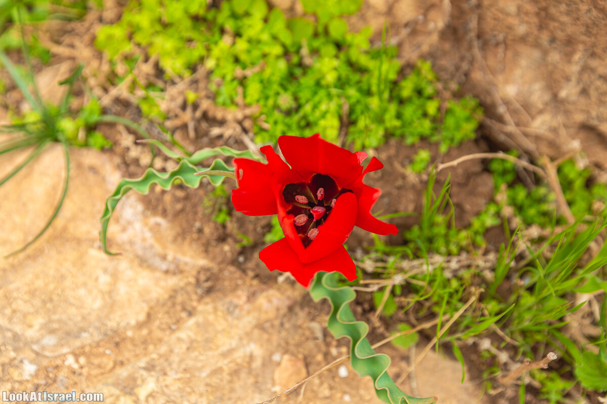 Ущелья Вахиха (Вахида) - от Кохав а-Шахар к Мевуот Йерихо | ואדי ואחיחה | LookAtIsrael.com - Фото путешествия по Израилю