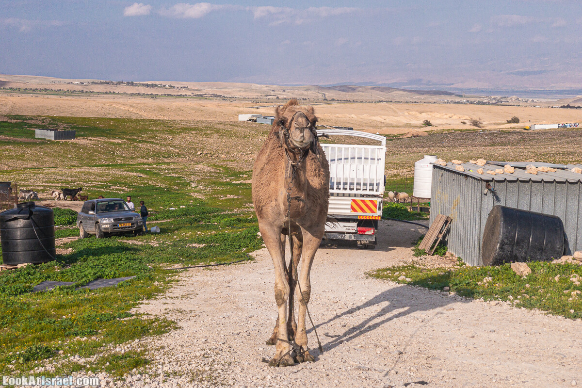 Ущелья Вахиха (Вахида) - от Кохав а-Шахар к Мевуот Йерихо | ואדי ואחיחה | LookAtIsrael.com - Фото путешествия по Израилю