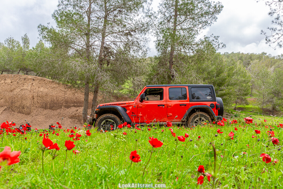 По зеленым холмам пустыни