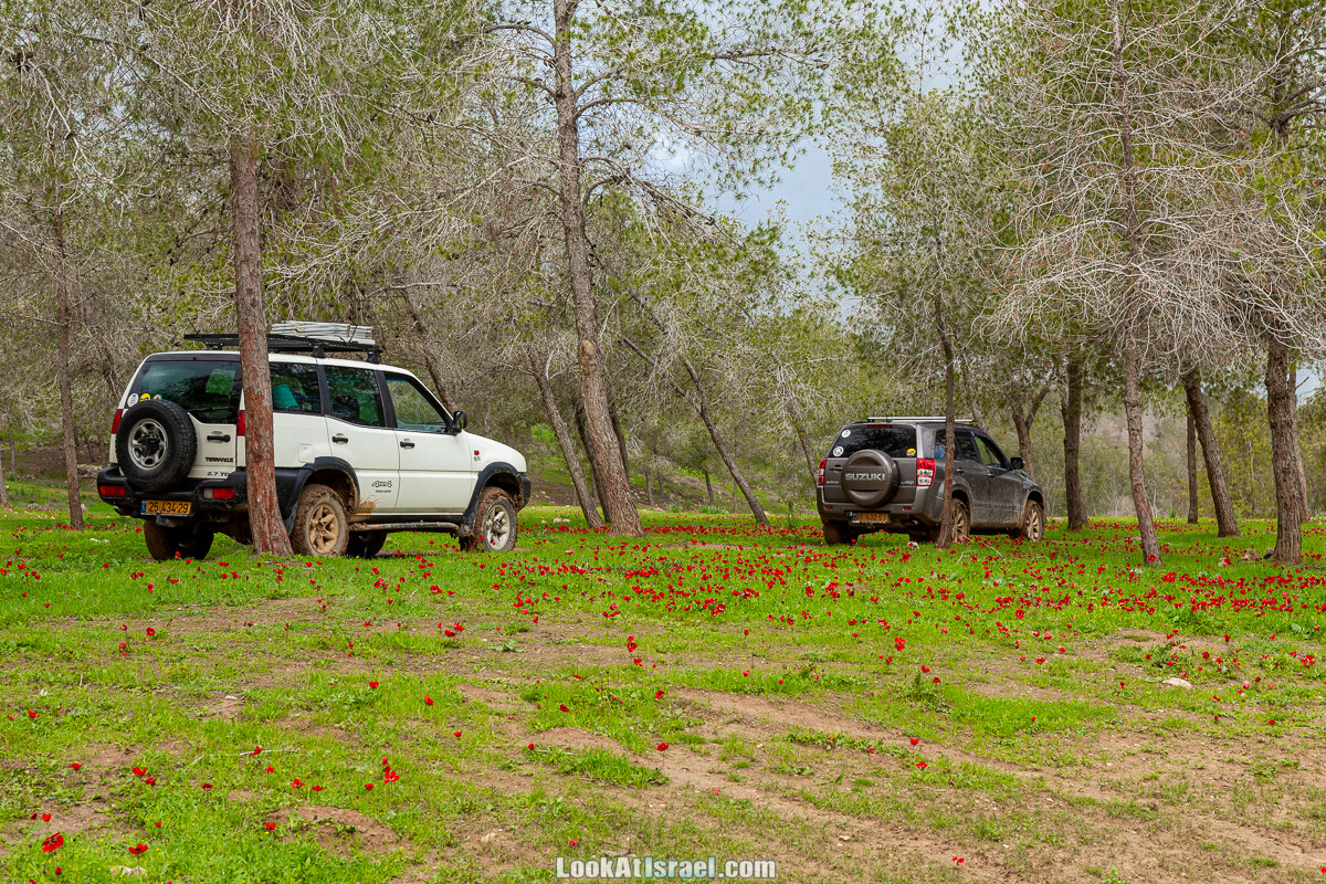 Цветение в на Гивот Гораль и окрестностях | LookAtIsrael.com - Фото путешествия по Израилю