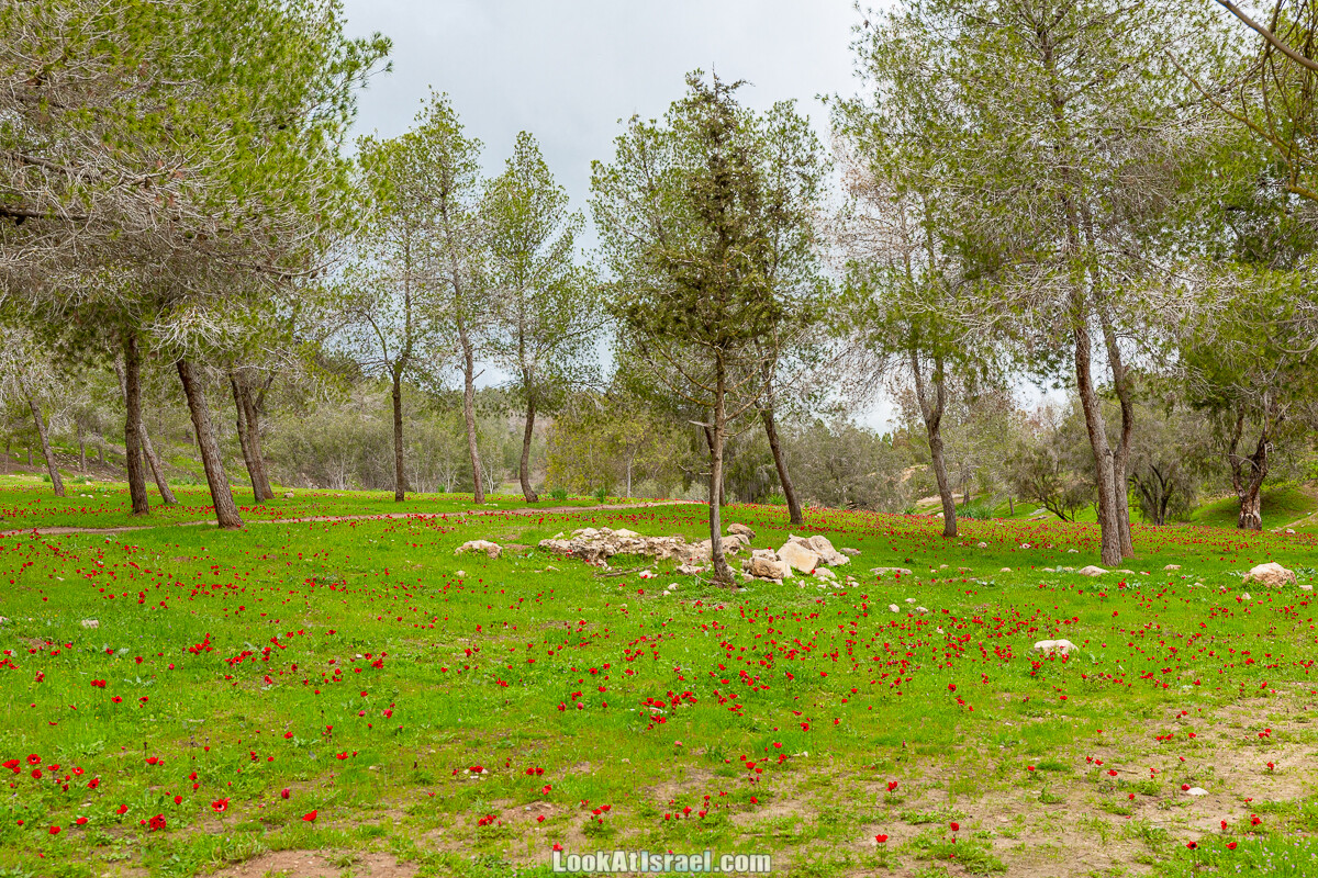 Цветение в на Гивот Гораль и окрестностях | LookAtIsrael.com - Фото путешествия по Израилю