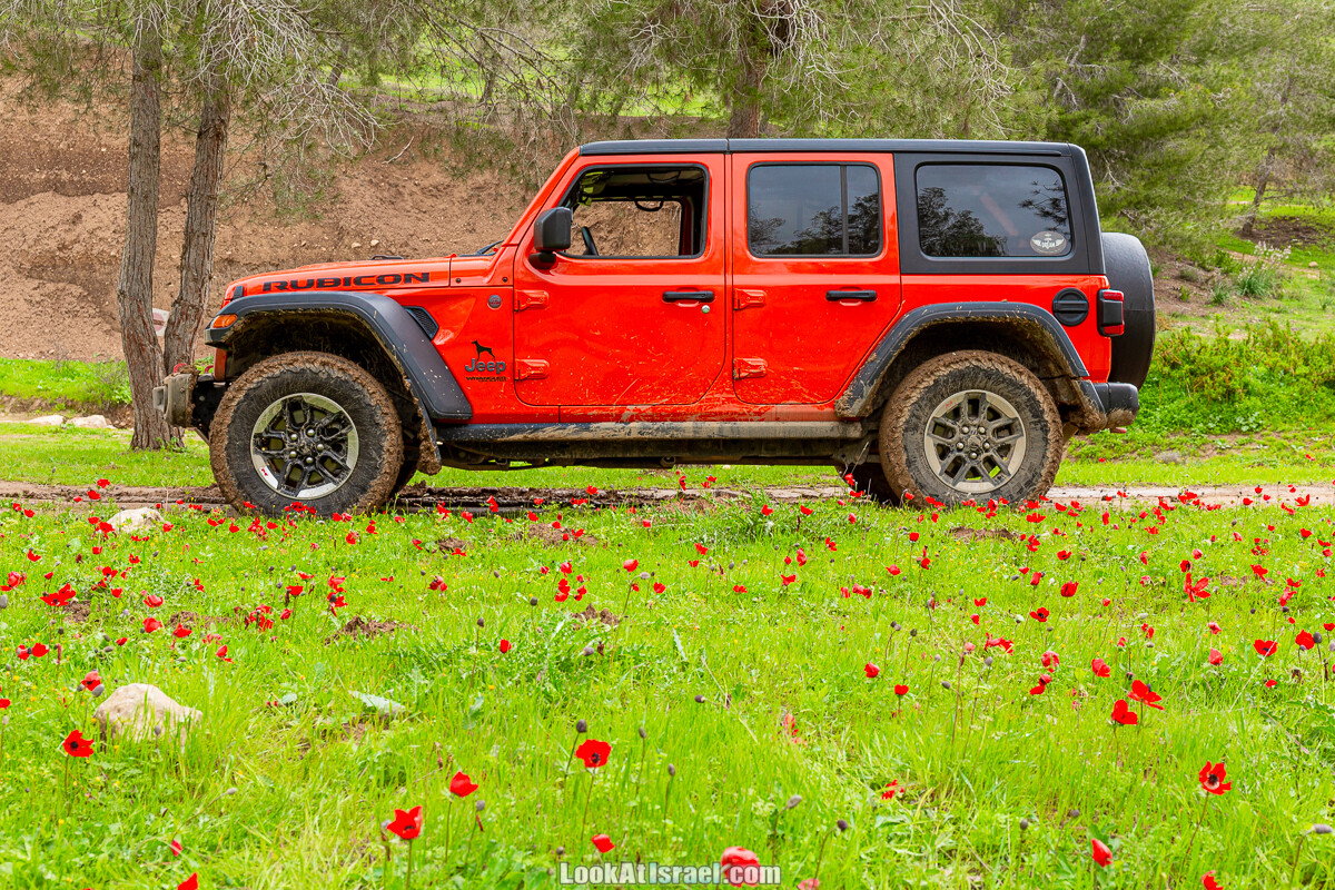 Цветение в на Гивот Гораль и окрестностях | LookAtIsrael.com - Фото путешествия по Израилю